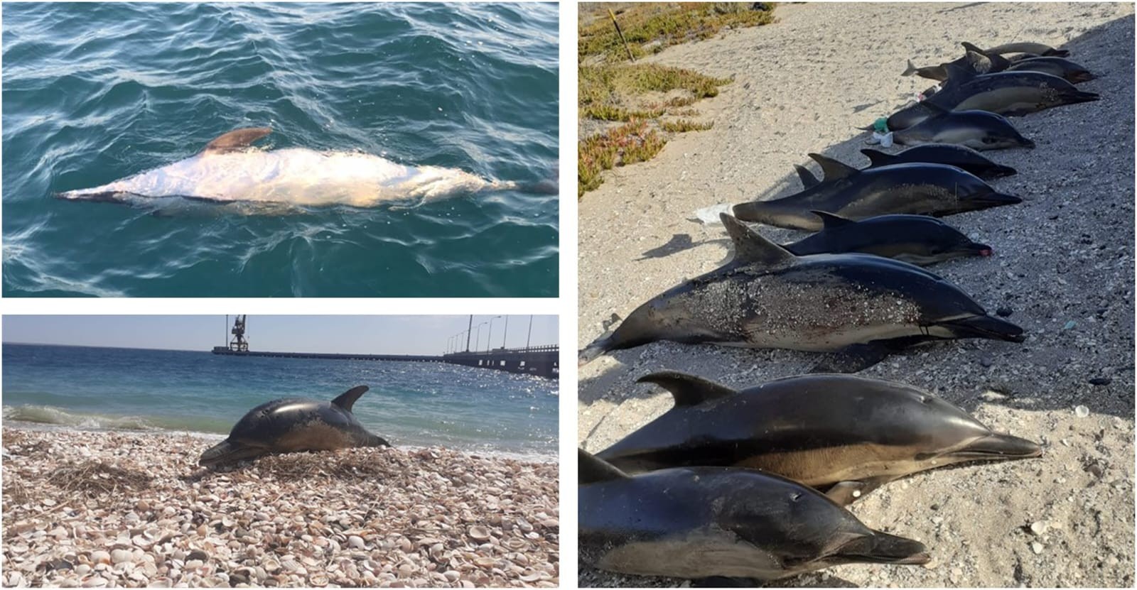 Encalhes em massa de golfinhos na Patagônia são culpa de orcas ...