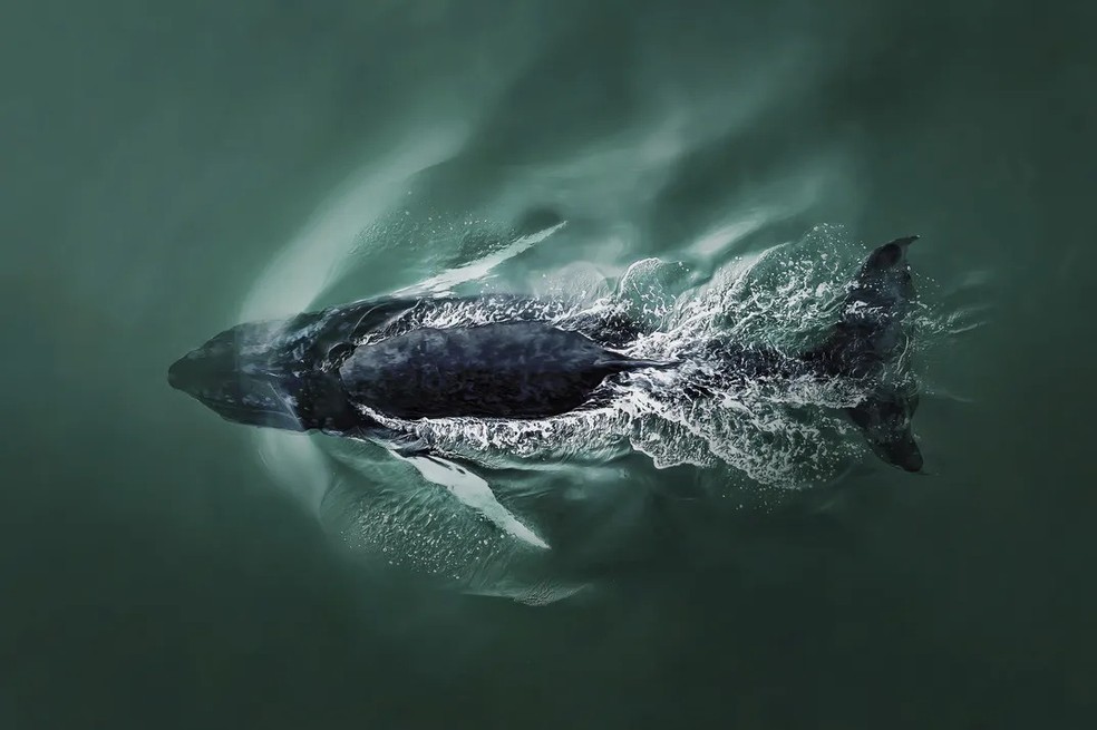 Em "Mergulho", uma baleia jubarte submerge após respirar a cerca de 150 metros da costa de Southampton, Nova York — Foto: Joanna Steidle