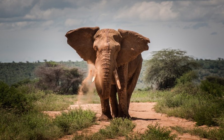 Testículos de elefantes podem apontar caminho para prevenção de câncer