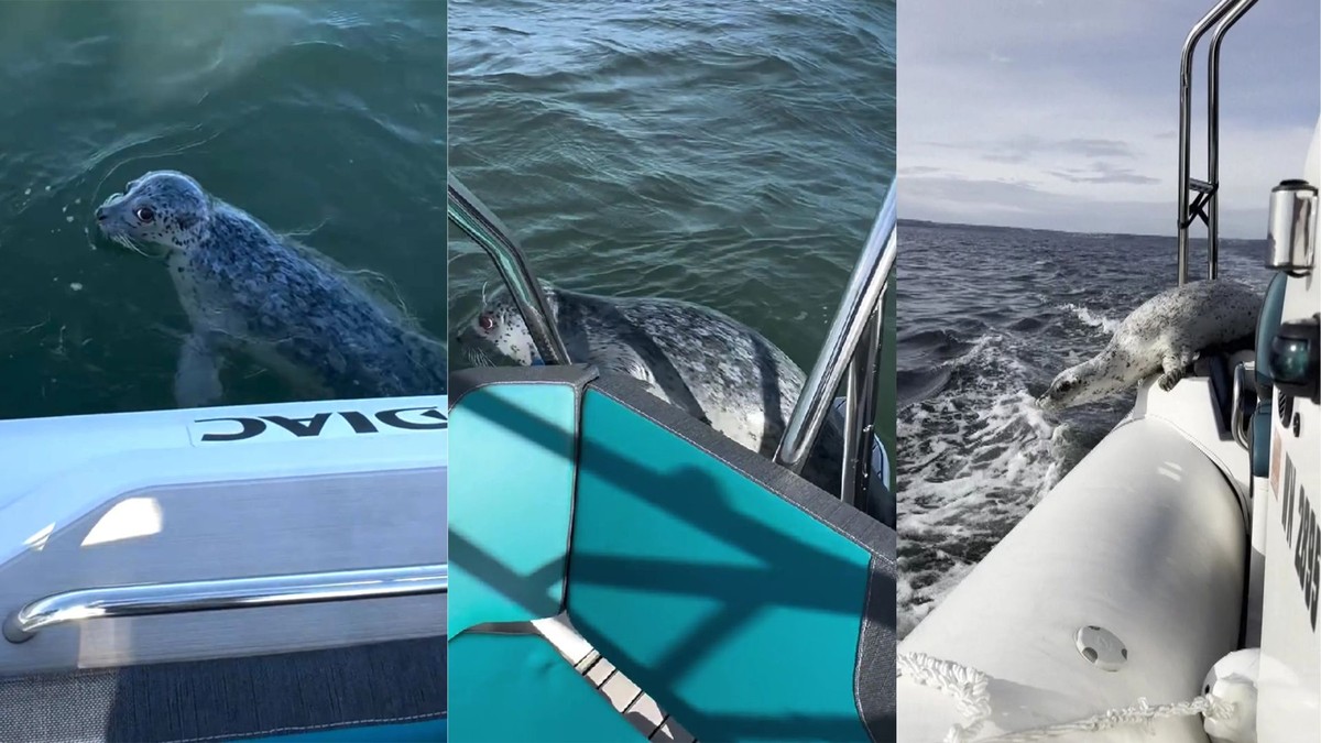 Foca salta para barco de fotógrafa e escapa de orcas em perseguição dramática
