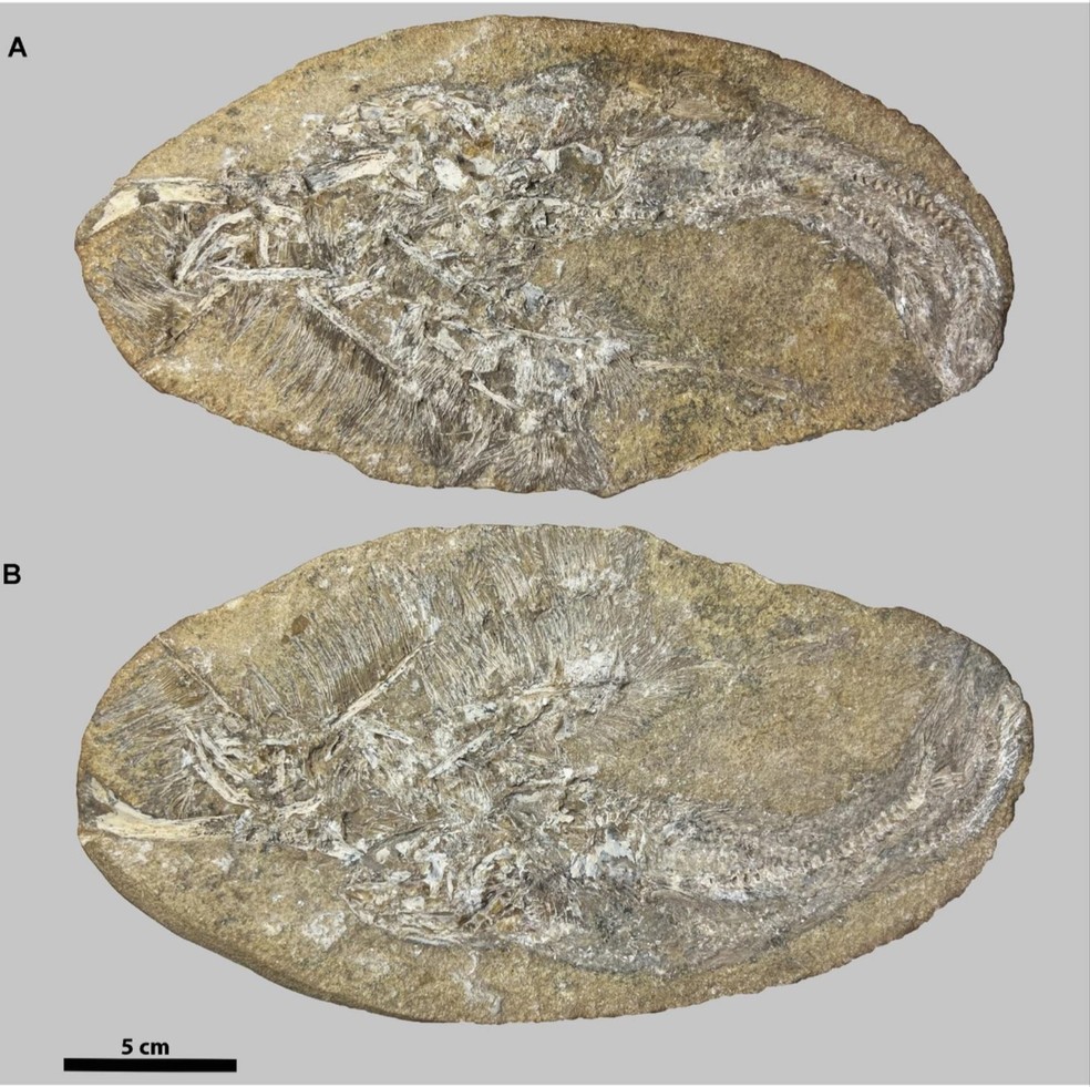  Aline M. Ghilardi et al.