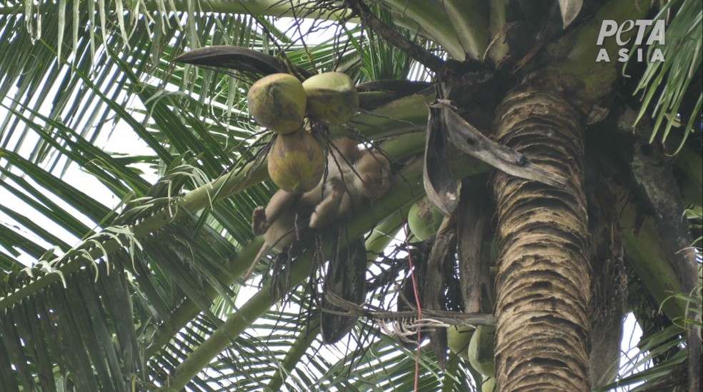 Macacos acorrentados são forçados a passar longas horas subindo em árvores altas e colhendo cocos — Foto: Peta