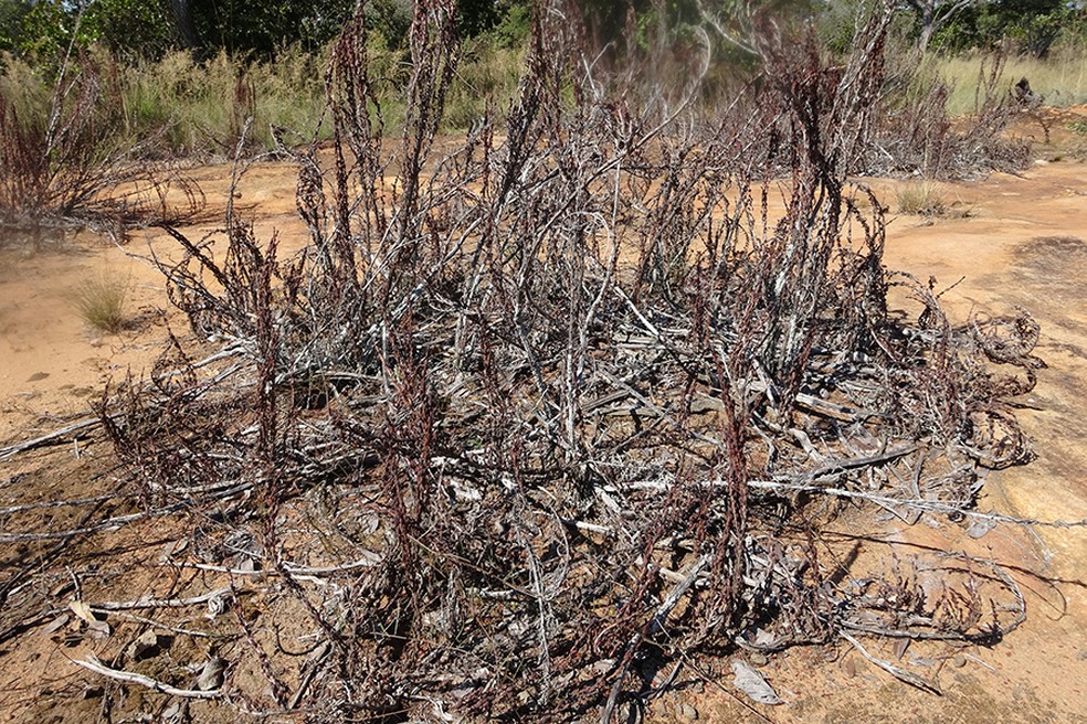 As plantas da ressurreição são conhecidas por sua capacidade de "fingir-se de mortas". Elas podem perder até 95% da água e parecer completamente mortas, apenas para florescer novamente em apenas 12 horas após a chuva. — Foto: University Of Cape Town