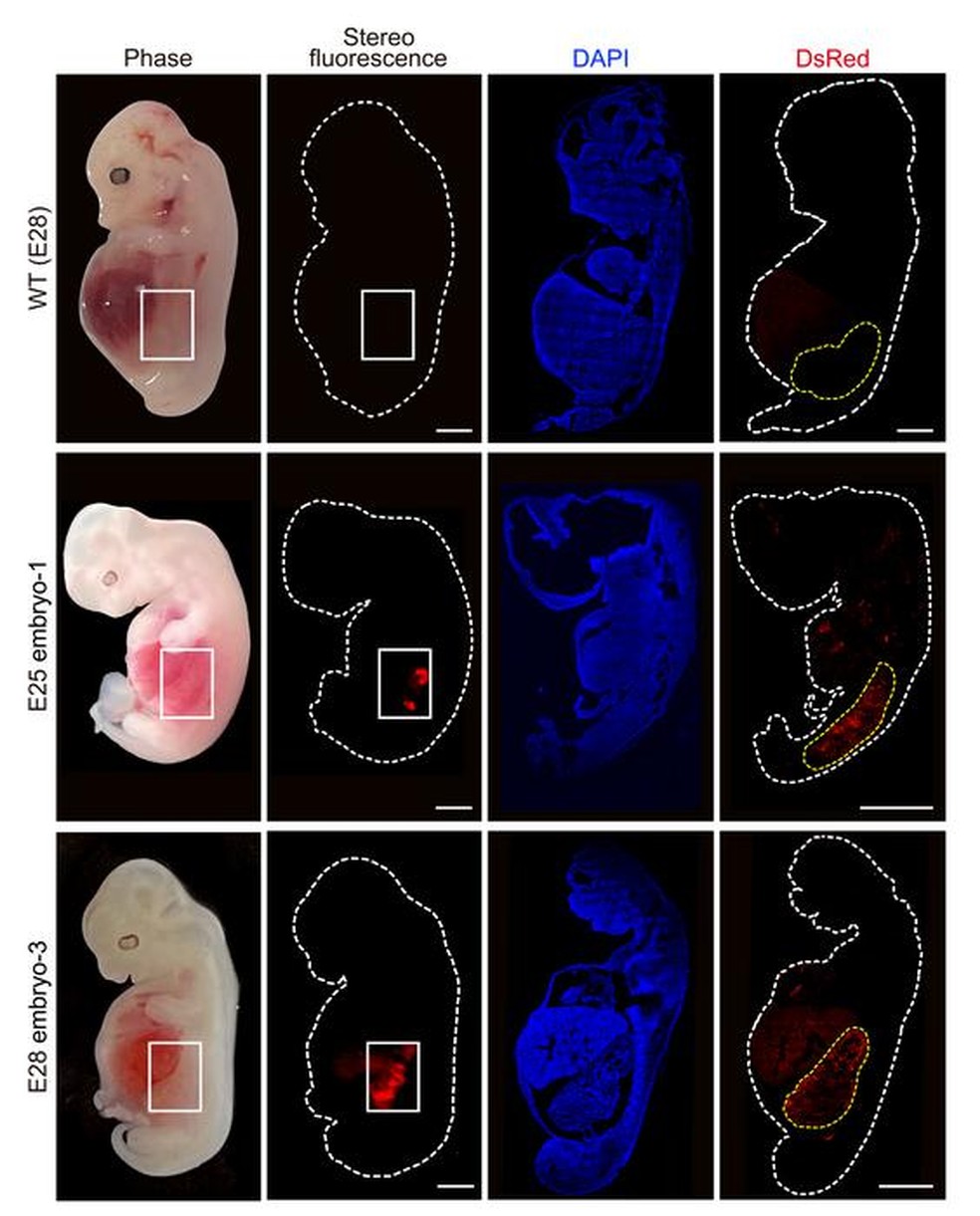 Células renais humanizadas (fluorescência vermelha) dentro do embrião em comparação com um embrião de porco "selvagem" — Foto: Wang, Xie, Li, Li e Zhang et al./Cell Stem Cell
