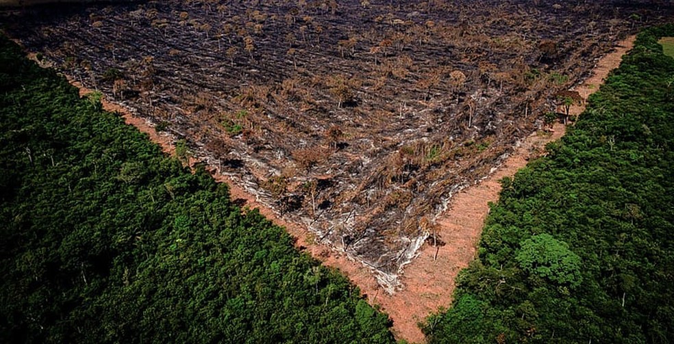 A cobertura vegetal da Floresta Amazônica é um dos 12 indicadores que ainda não está em alerta máximo, mas que está sob necessidade de vigilância contínua — Foto: Mayke Toscano/Gcom-MT