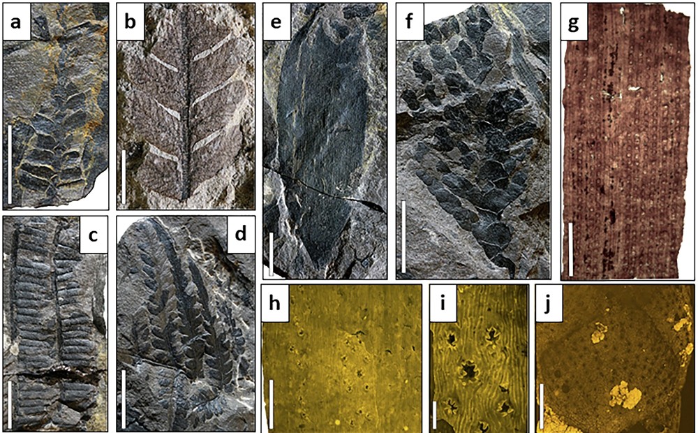  Delclòs, X., Peñalver, E., Jaramillo, C.
