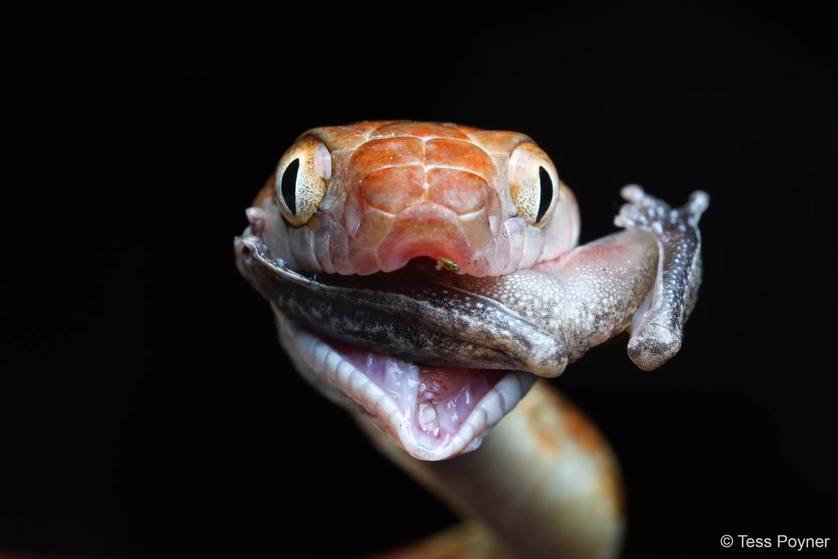 Competição australiana premia fotos surpreendentes de animais