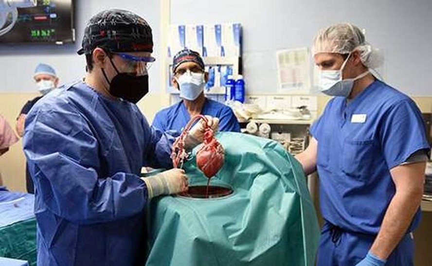 Cirurgiões removem coração de porco de um dispositivo especial e se preparam para transplantá-lo para o paciente.