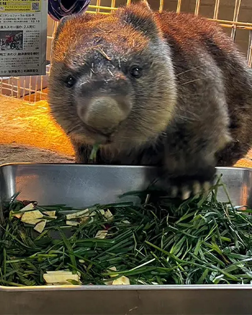 Wain comendo grama — Foto: Divulgação/Guinness World Records