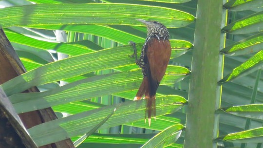 Pela primeira vez, pássaro limpa-folhas-do-buriti é avistado na Caatinga