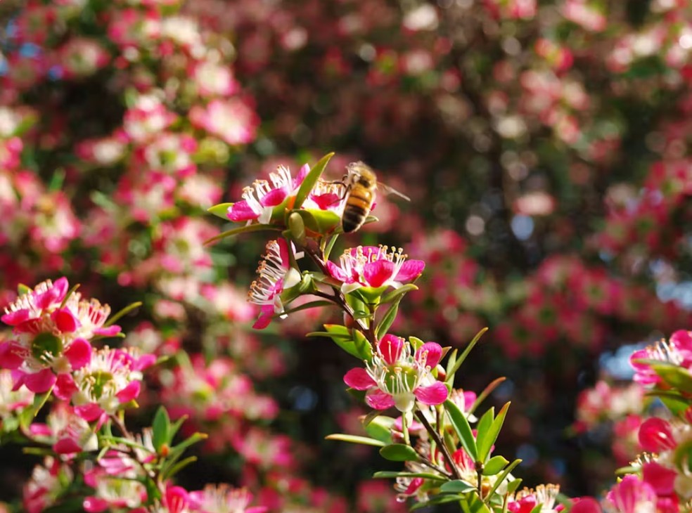 Os insetos são uma ajuda evolutiva importante para as flores na reprodução — Foto: RE Walsh/ Unsplash