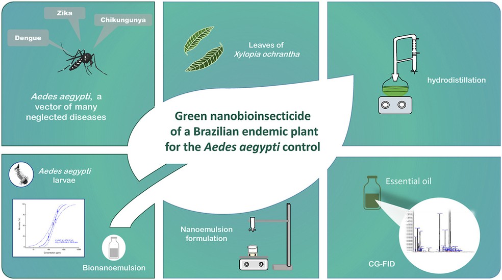 Representações do processo de destilação e produção do nanobioinceticida — Foto: Arquivo dos pesquisadores