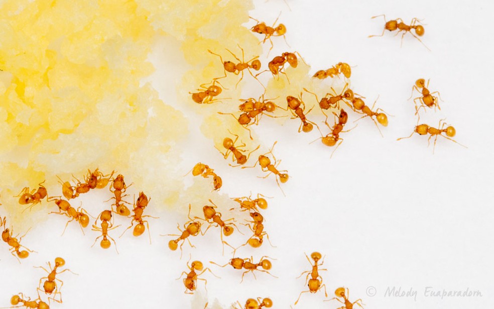 Pequenas formigas-de-fogo alimentando-se de uma isca granulada de grãos de milho infundidos com óleo vegetal e uma toxina de ação lenta — Foto: Hawaii Ant Lab 