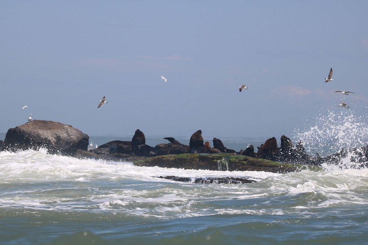 Saiba onde e como ver lobos e leões-marinhos no litoral brasileiro