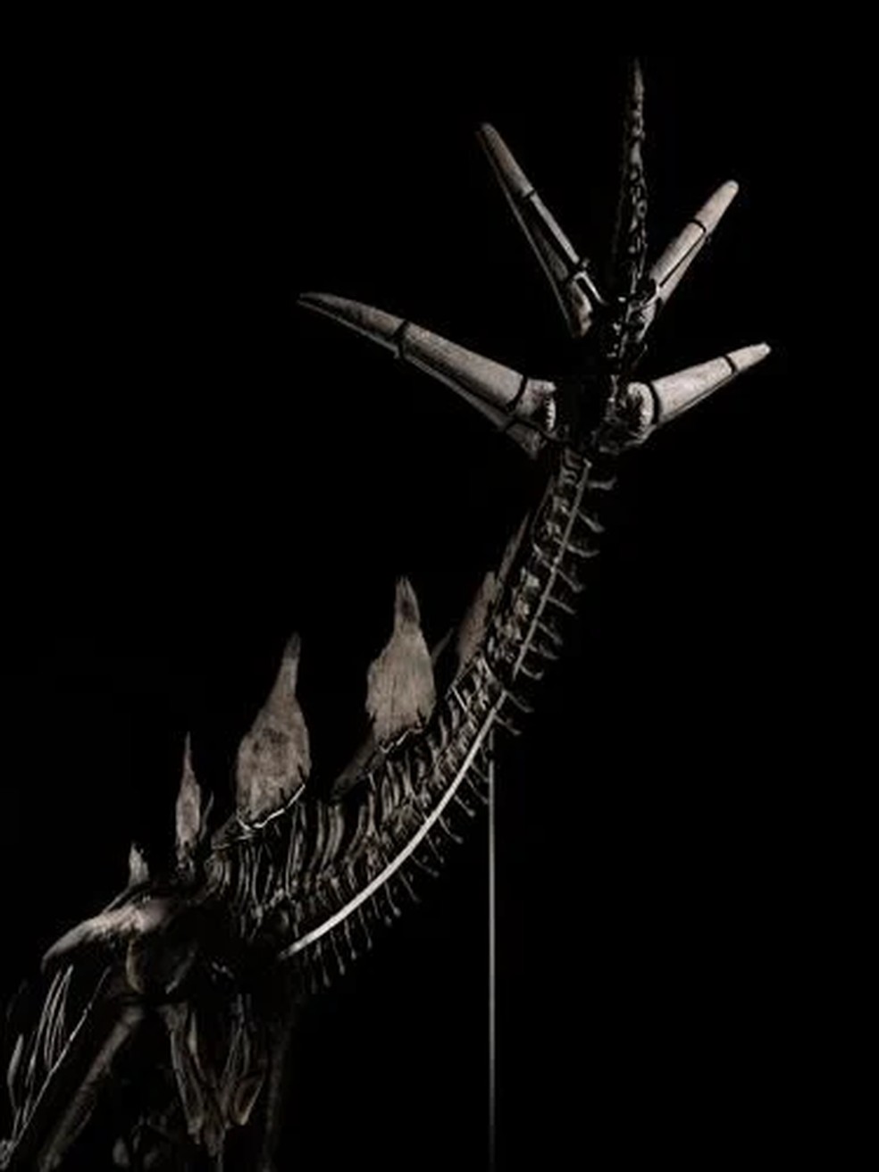 A causa do estegossauro — Foto: Matthew Sherman/Sotheby’s