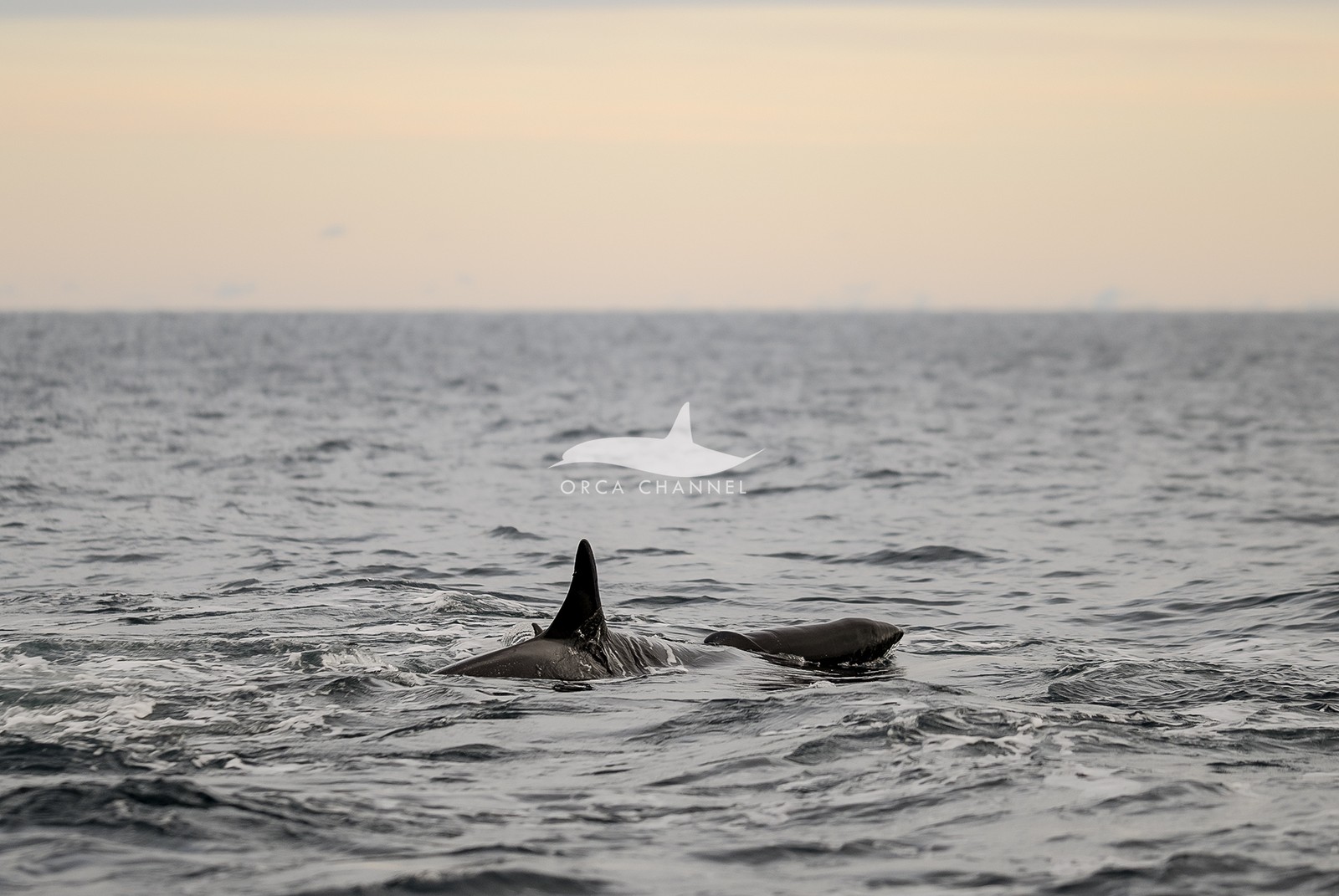  Primeiras horas de vida do filhote de orca norueguês