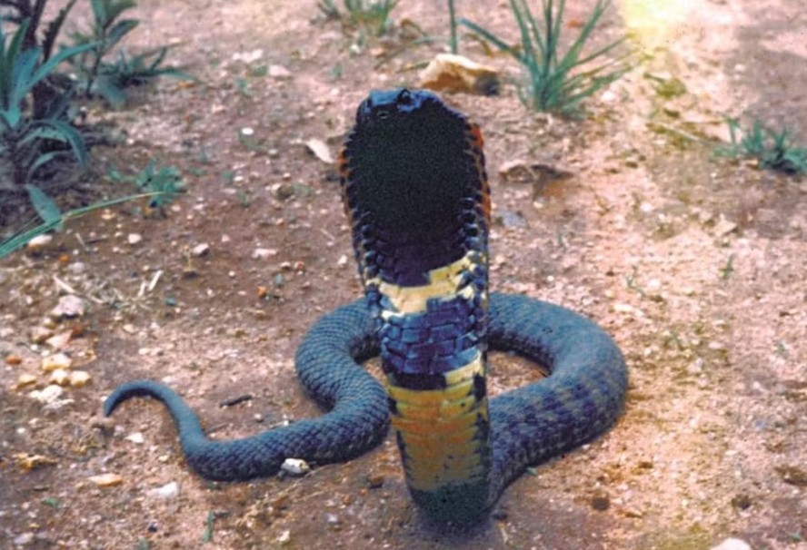 Serpente de espécie recém-descoberta na África pode já ter sido