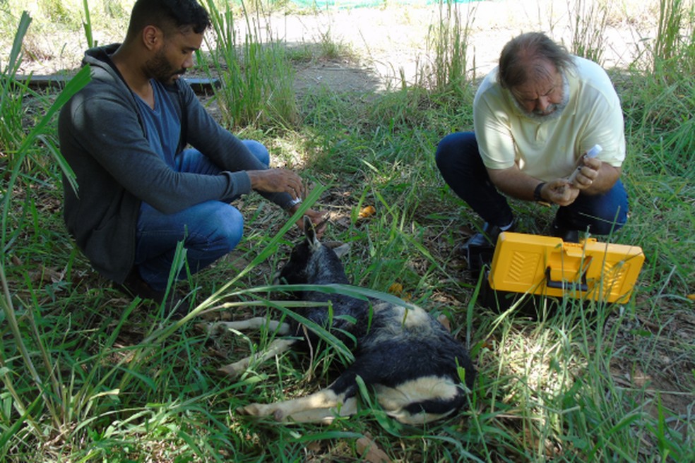 O processo de captura das cabras foi concluído em quatro dias — Foto: UESB