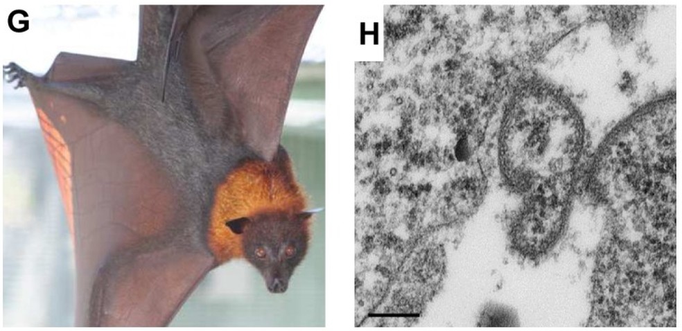 O morcego raposa-voadora (Pteropus vampyrus) é uma das espécies de morcego gigante classificado como hospedeira natural do vírus Nipah — Foto: James W. Wynne and Lin-Fa Wang/Wikimedia Commons