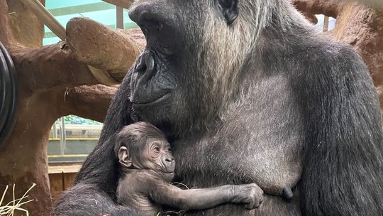 Filhote de espécie de gorila criticamente ameaçada nasce em zoo nos EUA