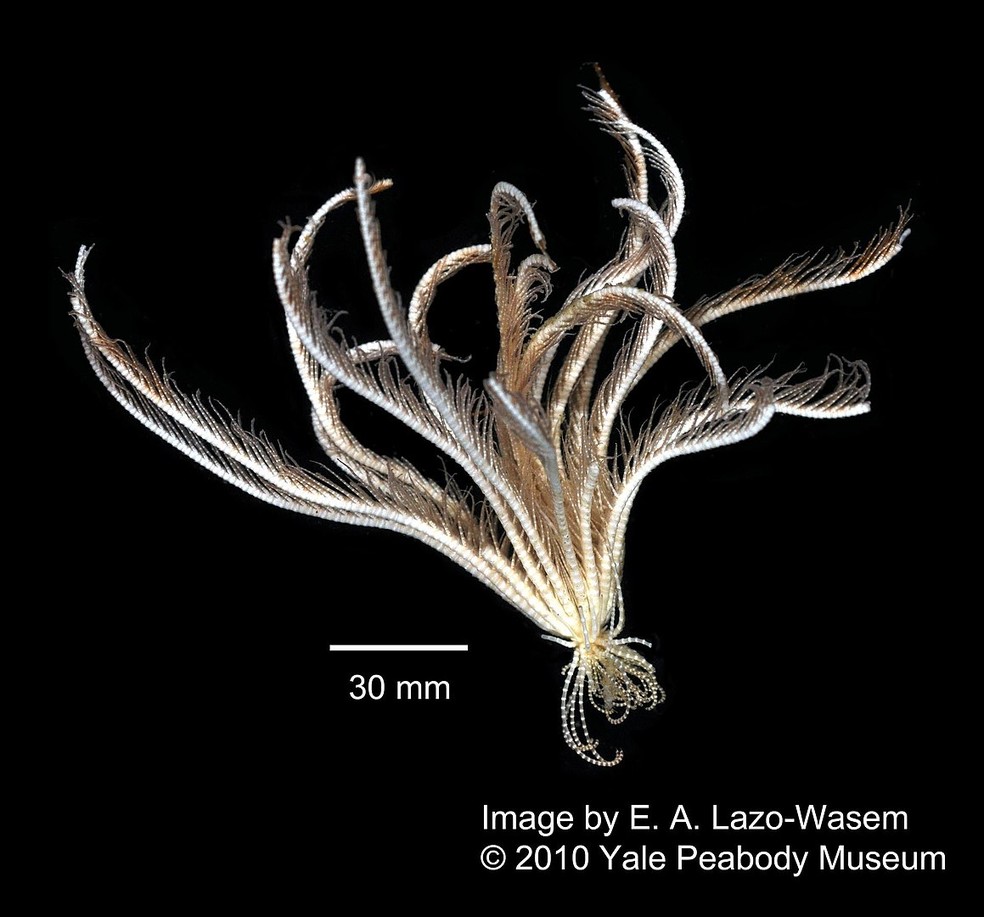 Promachocrinus kerguelensis — Foto: Eric A. Lazo-Wasem Gall L (2018). Invertebrate Zoology Division, Yale Peabody Museum. Yale University Peabody Museum