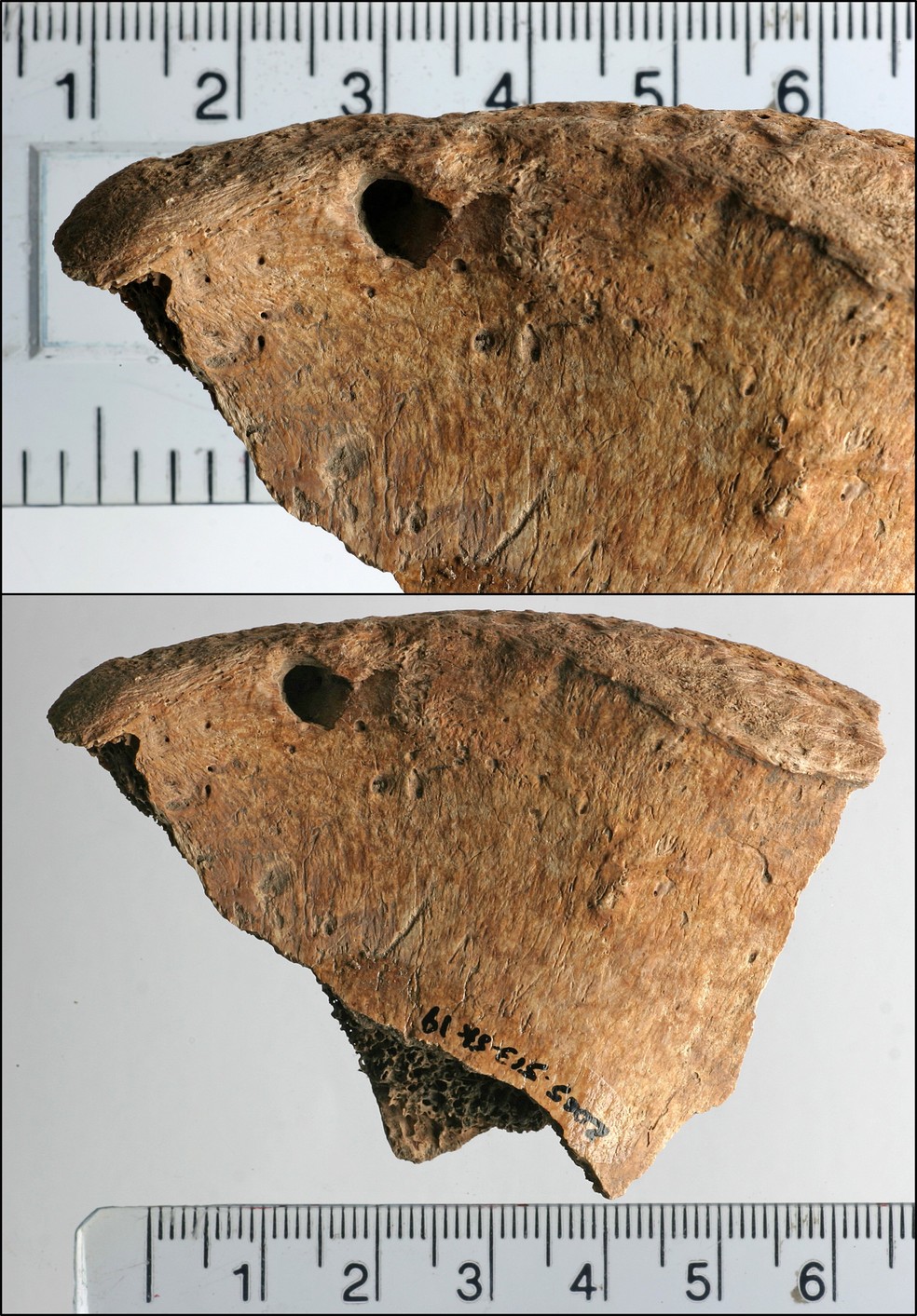 Marcas nos fósseis de possível gladiador encontrado em 2004 sugerem morte por ataque de leão, segundo novo estudo — Foto: Plos ONE (2025)