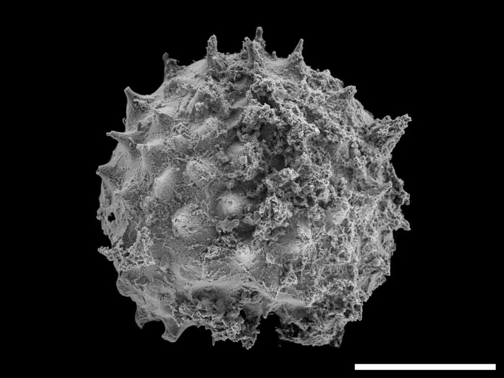 Microfóssil unicelular encontrado na Biota de Kheseen — Foto: Derek Briggs/University of Oxford