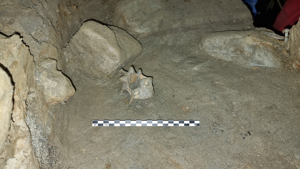 Detalhes de um dos ossos de urso-polar — Foto: Trond Klungseth Lødøen