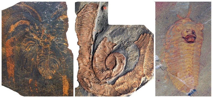 Da esquerda para a direita, um artrópode não mineralizado (Marrellomorpha), um verme paleoscolídeo e um trilobita