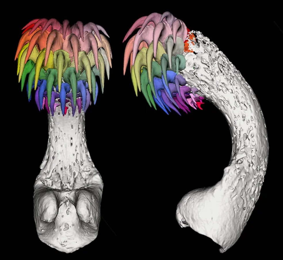 Imagem 3D mostra o tenáculo do peixe, com os dentes representados em cores — Foto: Karly Cohen