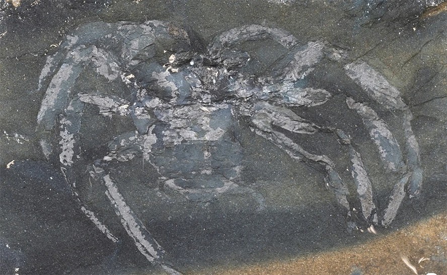 Fóssil da aranha Arthrolycosa wolterbeeki, a mais antiga da Alemanha