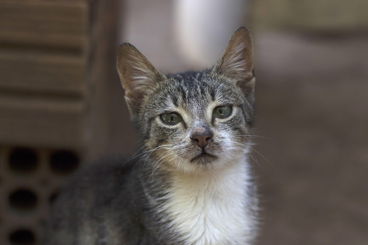 Gatos miam mais para tutores homens? Este estudo diz que sim