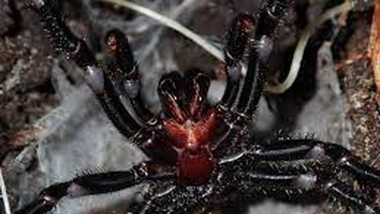 Veneno de aranhas mais perigosas do mundo pode mudar de acordo com a 
situação