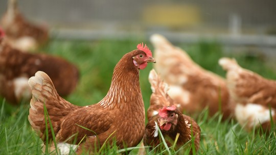 A gripe aviária H5N1 pode ser a próxima pandemia? Entenda