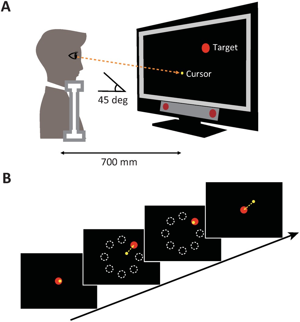 Os participantes realizaram movimentos rápidos dos olhos do centro da tela para alvos periféricos em oito posições. Após fixar o olhar no ponto central por 1 segundo, o alvo aparecia e o participante deslocava o olhar até sobrepô-lo; após manter a fixação por 1 segundo, o alvo desaparecia e o ponto central reaparecia, iniciando um novo ciclo da tarefa. — Foto: PLOS ONE