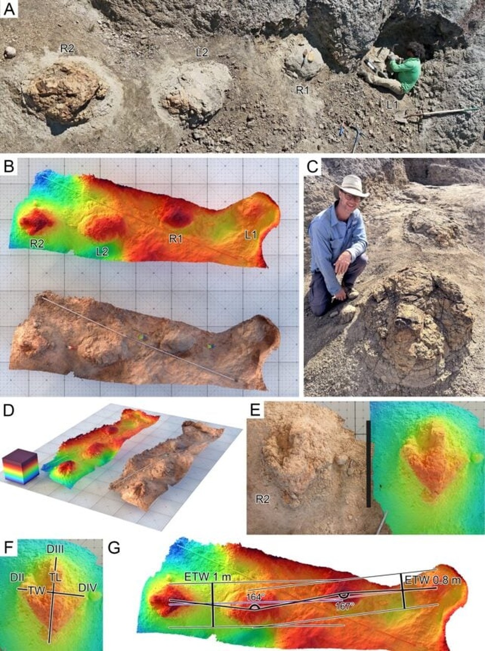 Fotografias e representações da trilha, incluindo mapas de altura com cores vivas. — Foto: Falkingham et al., J. Vertebr. Paleontol. , 2026