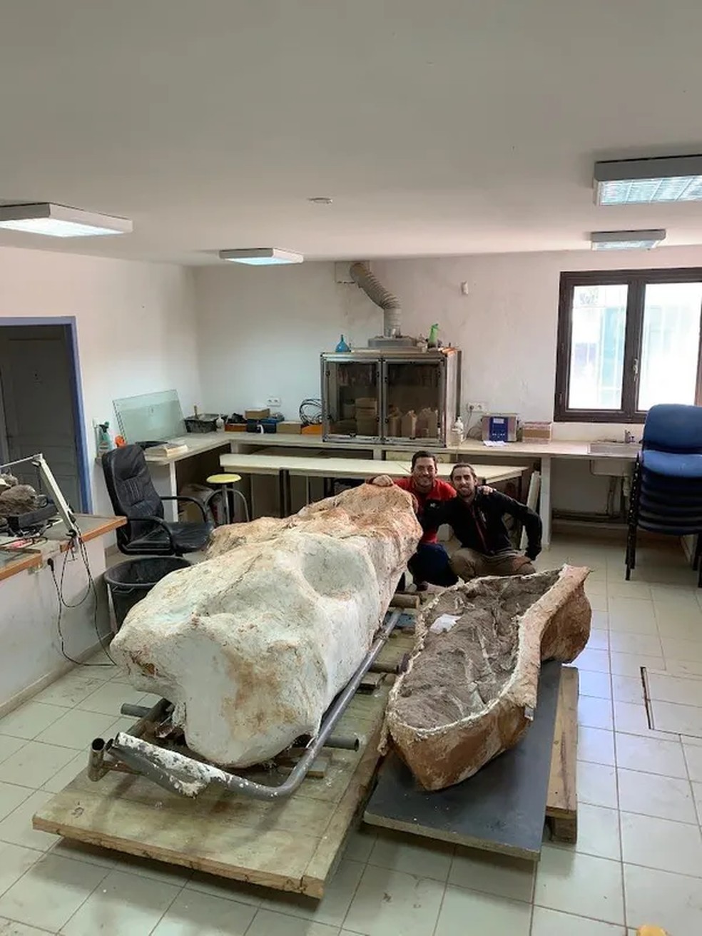 O esqueleto do titanossauro, hoje guardado no laboratório do museu Cruzy — Foto: Damien Boschetto