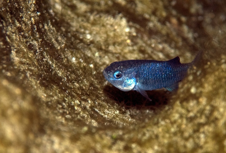 Um dos peixes mais raros do mundo atinge seu maior número em 25 anos