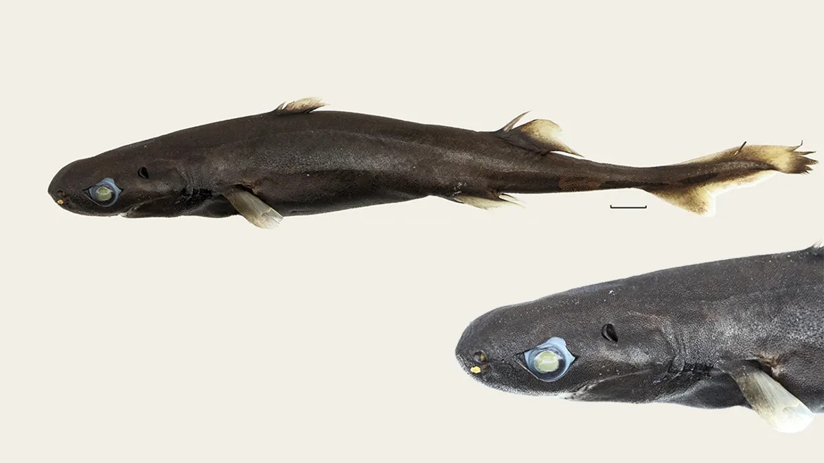 Descoberta nova espécie de tubarão-lanterna que está entre as menores do mundo