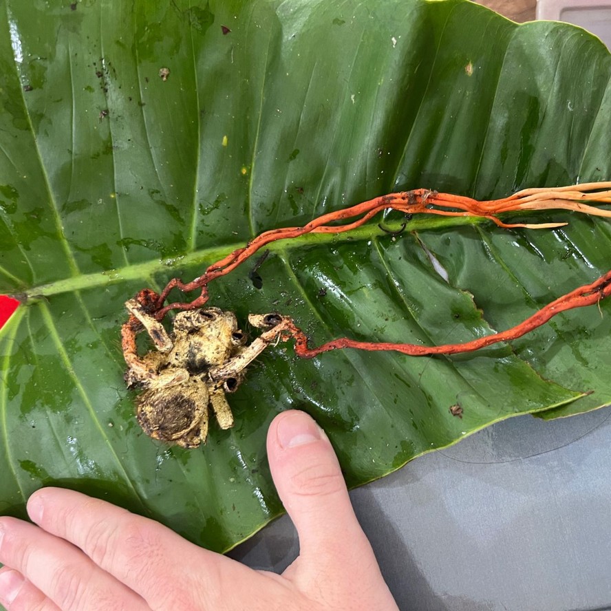 Depois de consumir todos os tecidos internos da tarântula, o fungo emergiu de seu corpo, preparando-se para se reproduzir