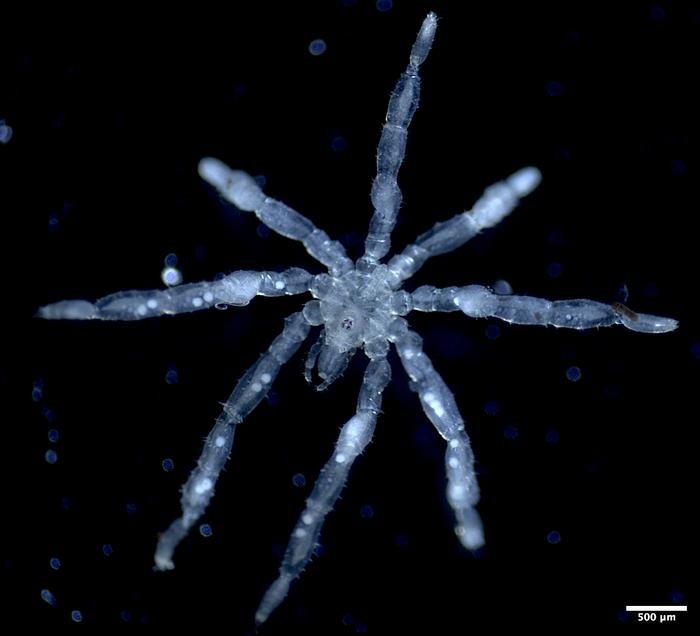Imagem de uma aranha aquática vermelha com olhos brilhantes no fundo do mar