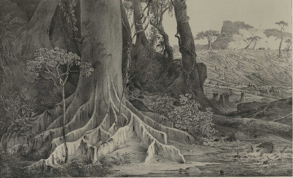 Uma velha figueira, em 1842, de Carl Friedrich Philipp von Martius — Foto: Biblioteca Nacional