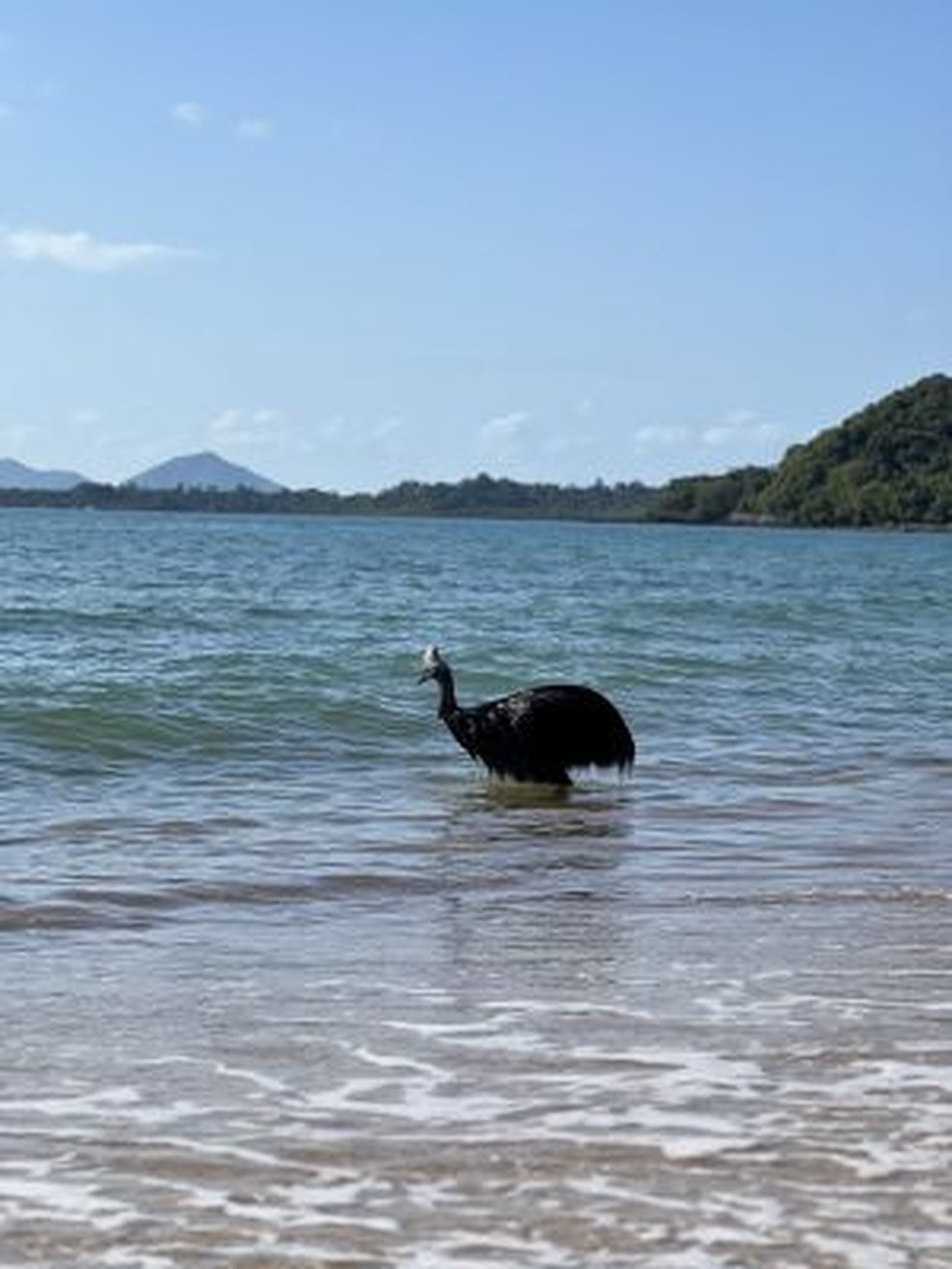 Ave casuar do sul em praia na Austrália — Foto: Departamento de Meio Ambiente e Ciência de Queensland
