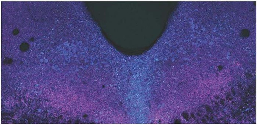 A área dorsal da rafe do cérebro fotografada usando microscopia confocal. — Foto: Laboratório Spitzer, Universidade da Califórnia em San Diego
