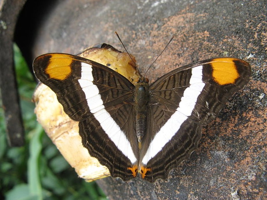 Espécie de borboleta é encontrada em SP pela primeira vez em 100 anos ...