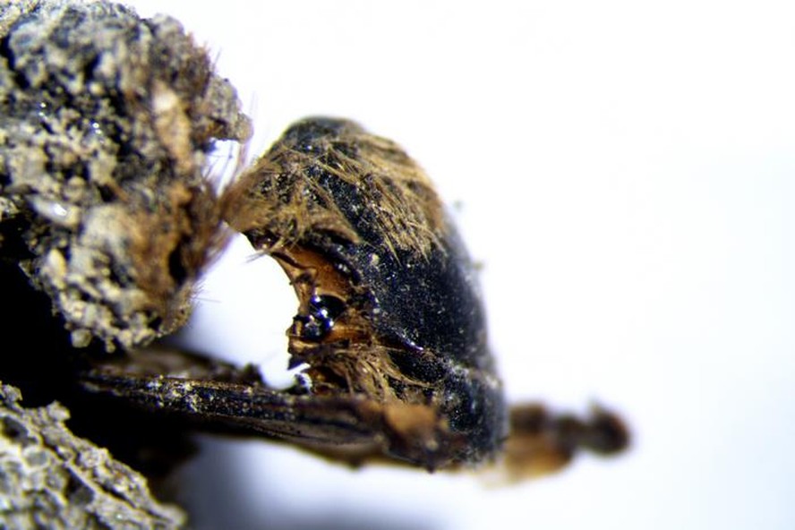 Imagem obtida com lente binocular da abelha Eucera sp. preservada