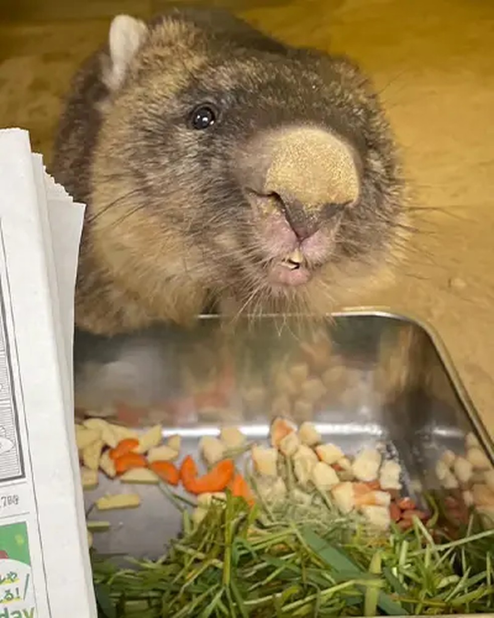 Vombate Wain comendo vegetais — Foto: Divulgação/Guinness World Records