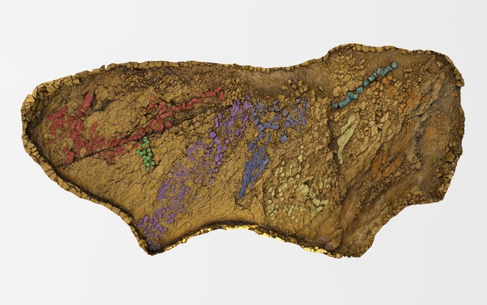 Ossos fossilizados, representando pelo menos 7 esqueletos separados de ictiossauros, foram codificados por cores, onde cada cor corresponde a um esqueleto diferente — Foto: Smithsonian