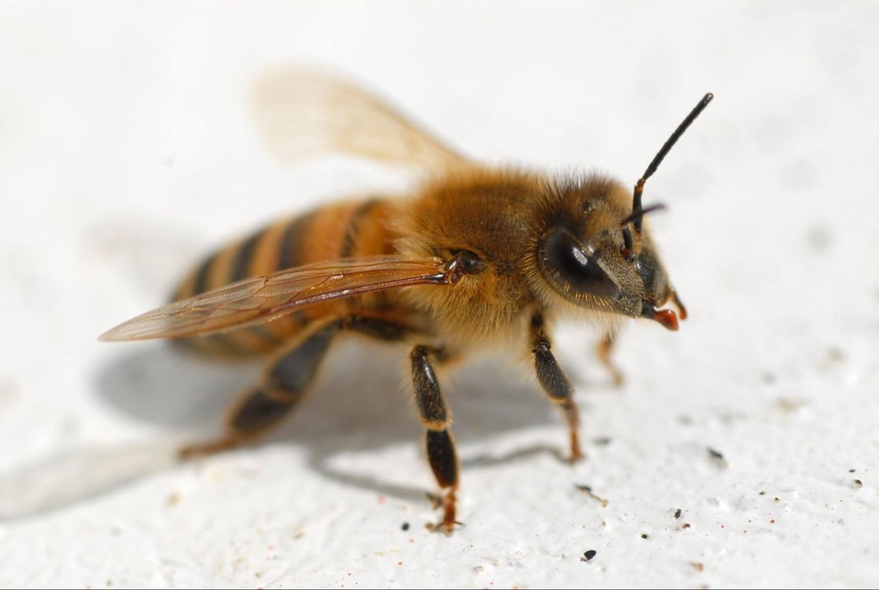 Fernando de Noronha é o abrigo de população rara e pura de abelhas da espécie Apis mellifera ligustica, conhecidas por serem originárias do continente europeu e produzirem mel em grande quantidade — Foto: 潘立傑 LiChieh Pan/Flickr