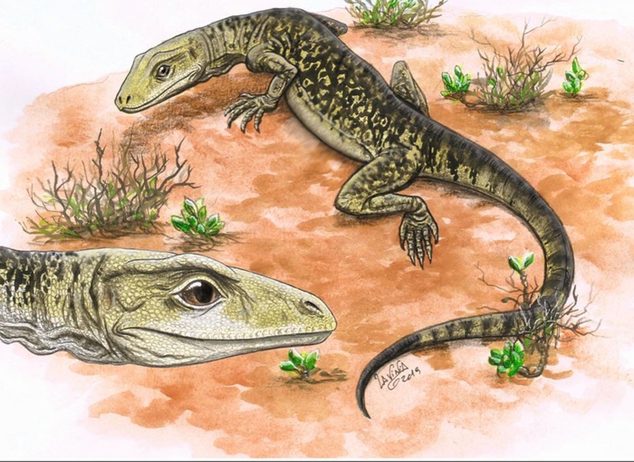 Qual é o ponto fraco do lagarto?